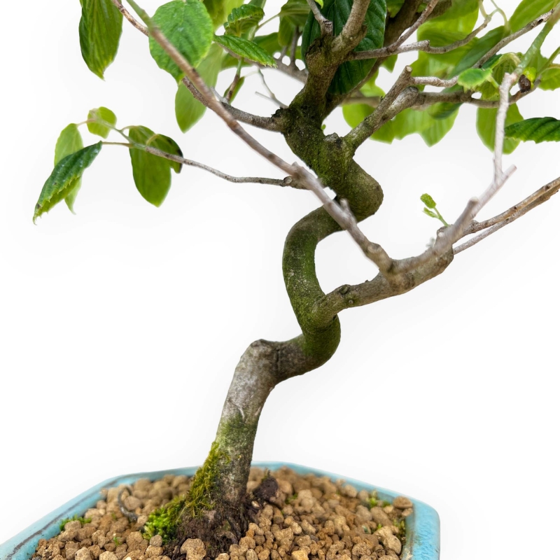 Corylopsis - 24 cm