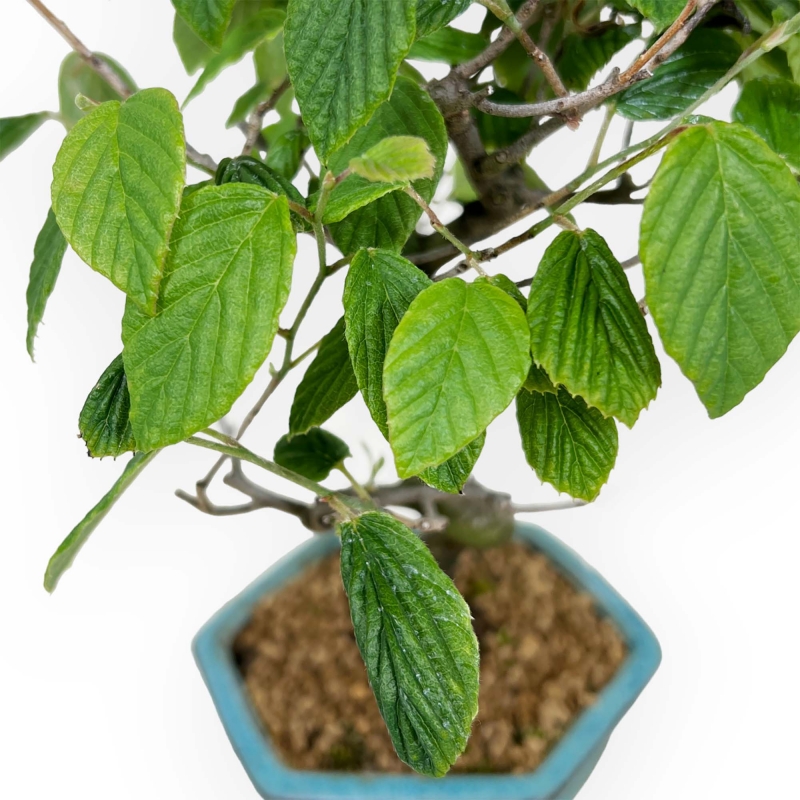 Corylopsis - 24 cm