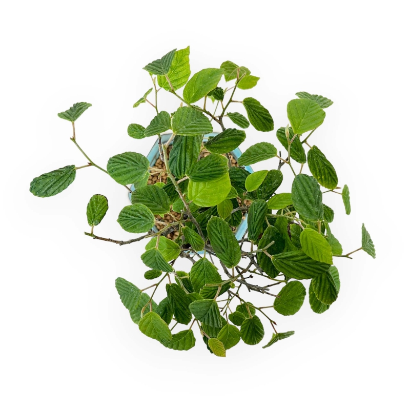 Corylopsis - 24 cm