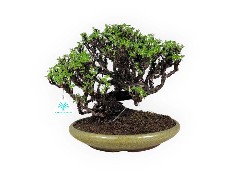 Potentille - 27 cm