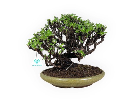Potentille - 27 cm