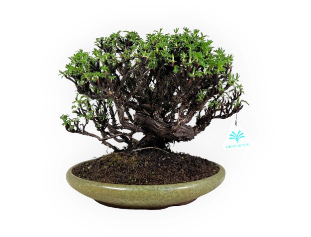 Potentille - 27 cm 2