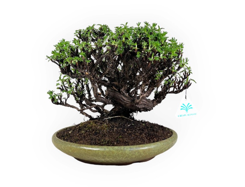 Potentille - 27 cm