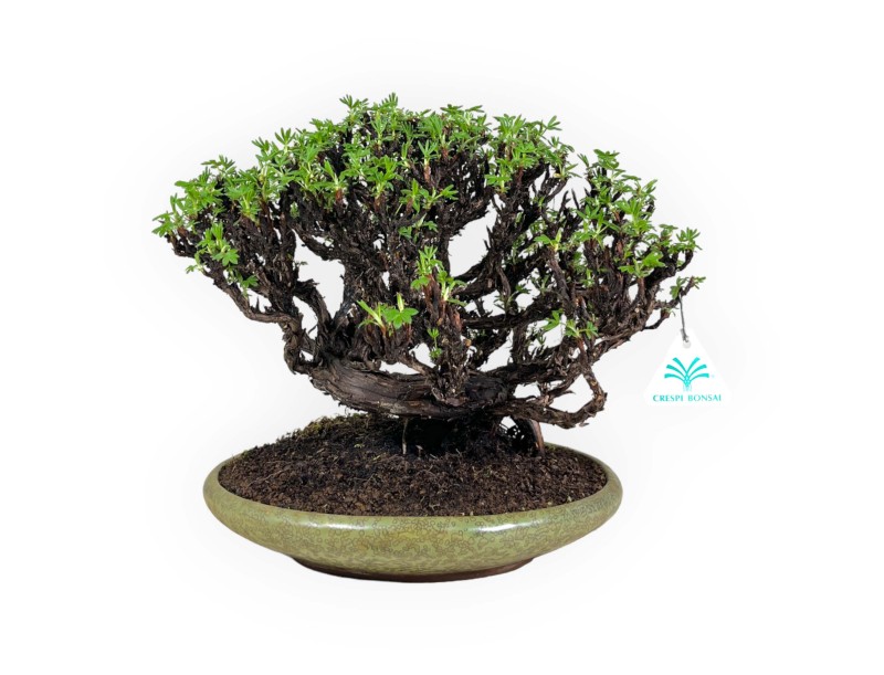 Potentille - 27 cm