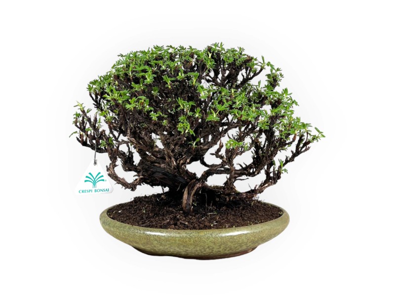 Potentille - 27 cm