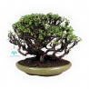 Potentilla - 27 cm