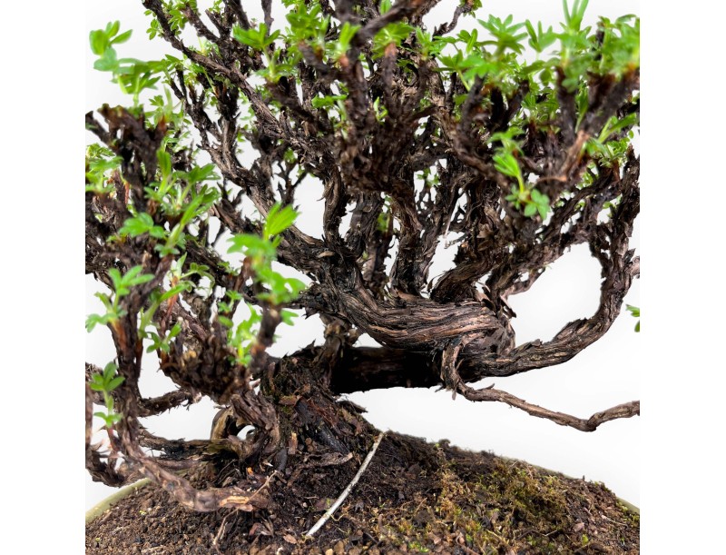 Potentille - 27 cm