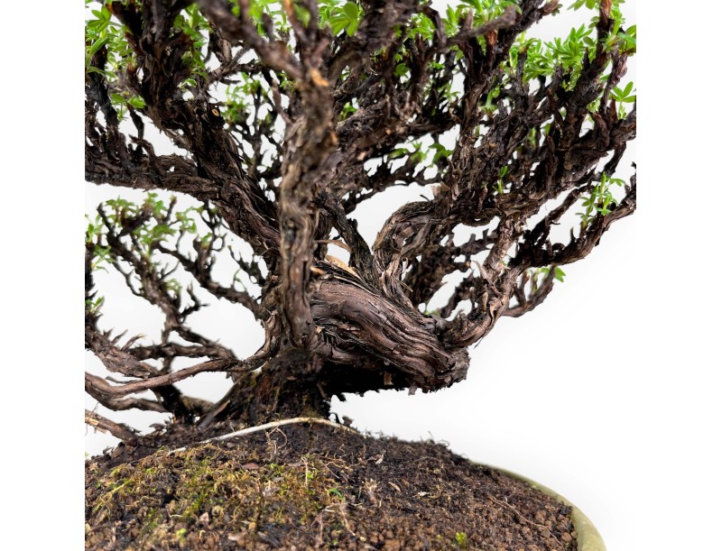 Potentille - 27 cm