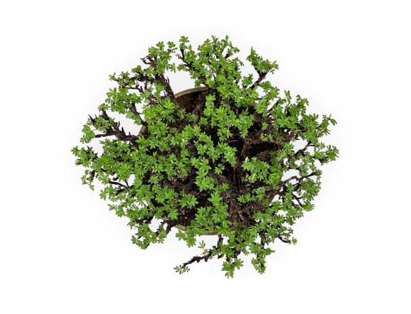 Potentille - 27 cm