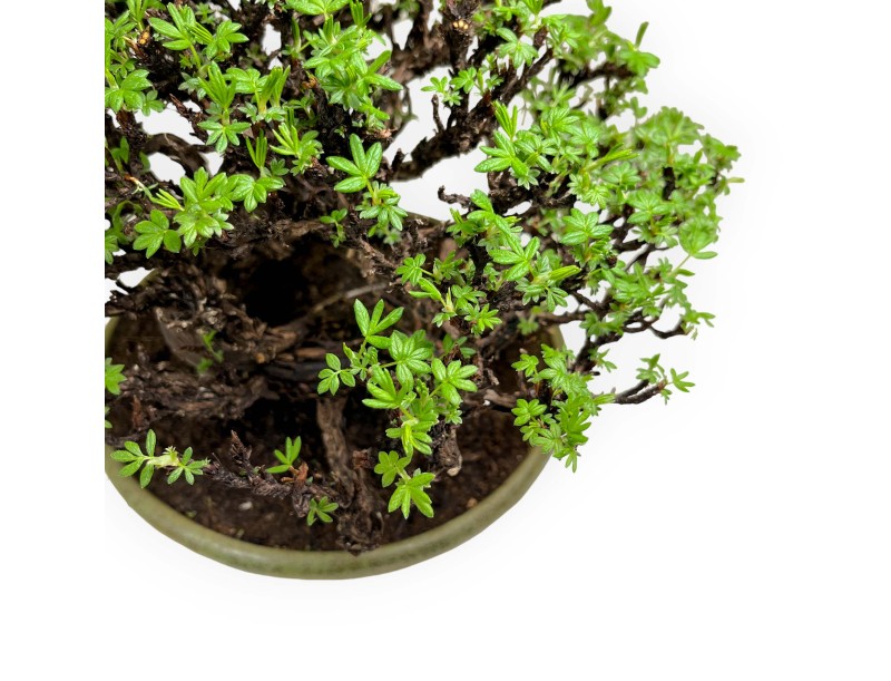 Potentille - 27 cm