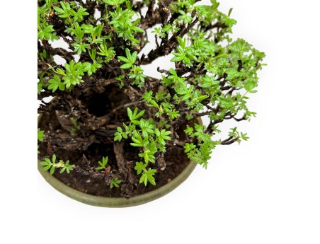 Potentille - 27 cm