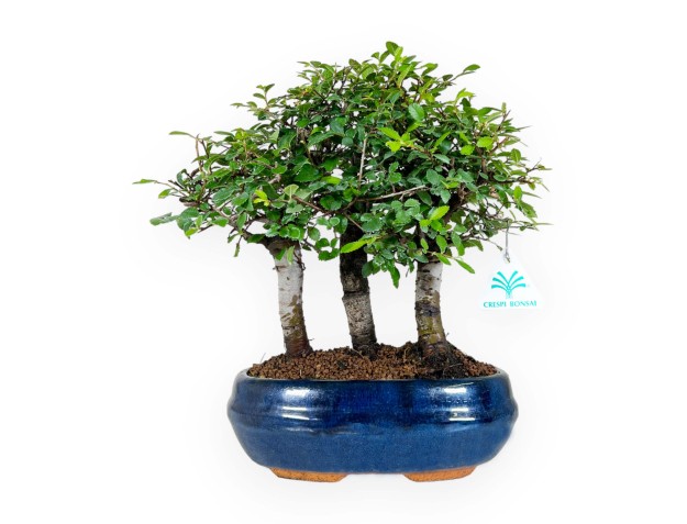 Zelkova nire - Olmo - 27 cm