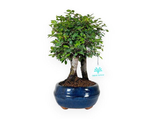 Zelkova nire - Olmo - 27 cm 2