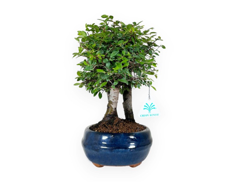 Zelkova nire - Olmo - 27 cm