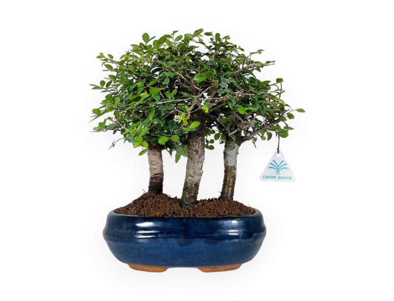 Zelkova nire - Orme - 27 cm