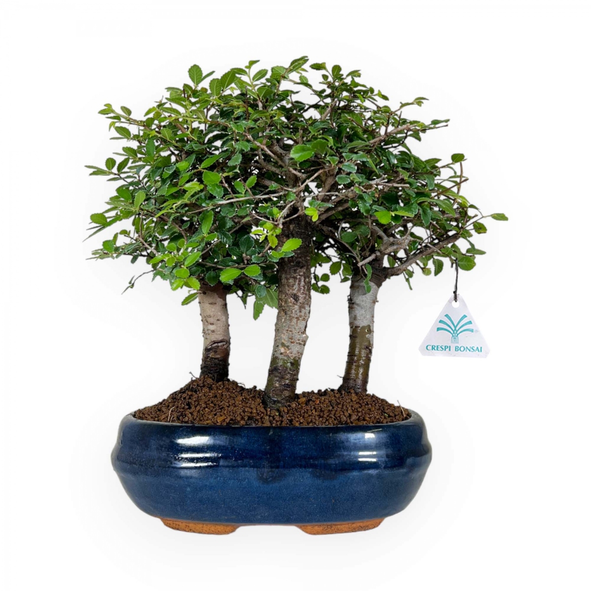 Crespi bonsai vendita online di bonsai da interno e esterno ficus