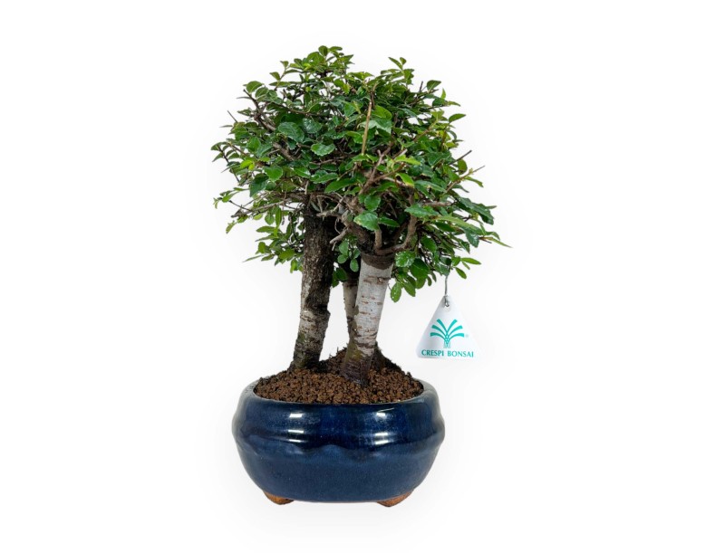 Zelkova nire - Olmo - 27 cm