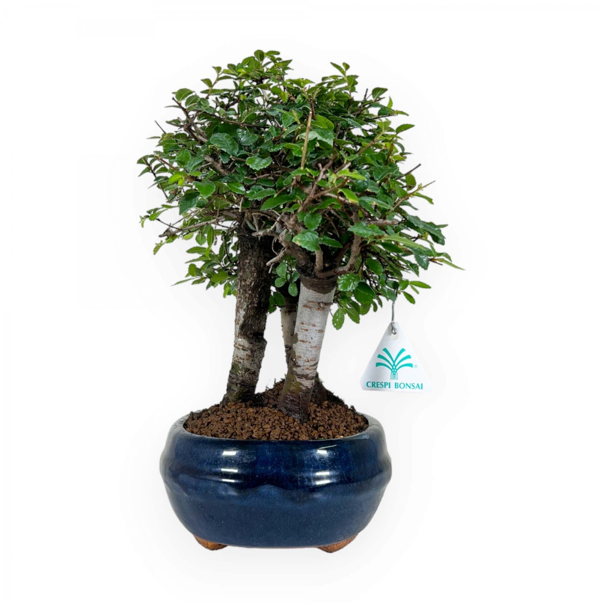 Crespi bonsai vendita online di bonsai da interno e esterno ficus