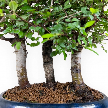 Zelkova nire - Olmo - 27 cm