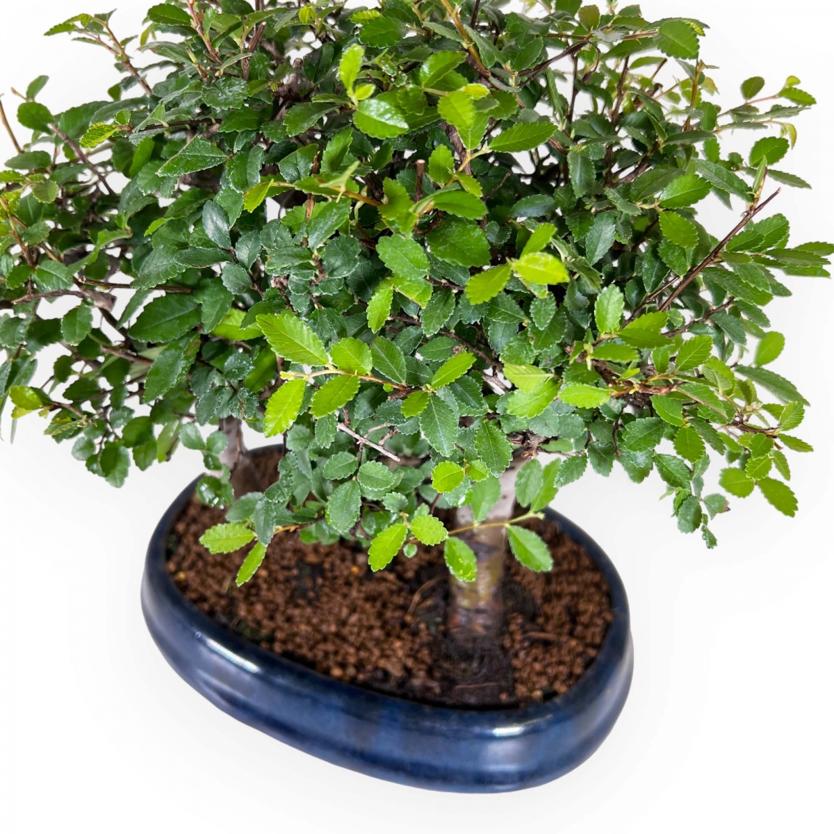 Crespi bonsai vendita online di bonsai da interno e esterno ficus