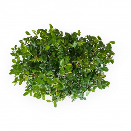 Zelkova nire - Elm - 27 cm