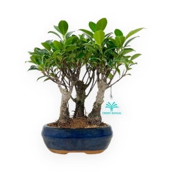 Ficus retusa - 28 cm