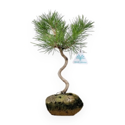 Pinus thunbergii - Black pine - 33 cm