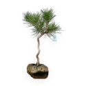 Pinus thunbergii - Black pine - 33 cm