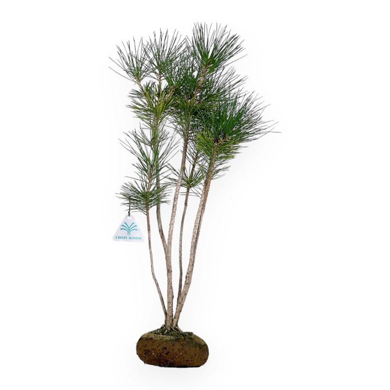 Pinus thunbergii - Black pine - 50 cm