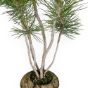 Pinus thunbergii - Black pine - 50 cm