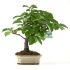 Viburnum dilatatum - 30 cm