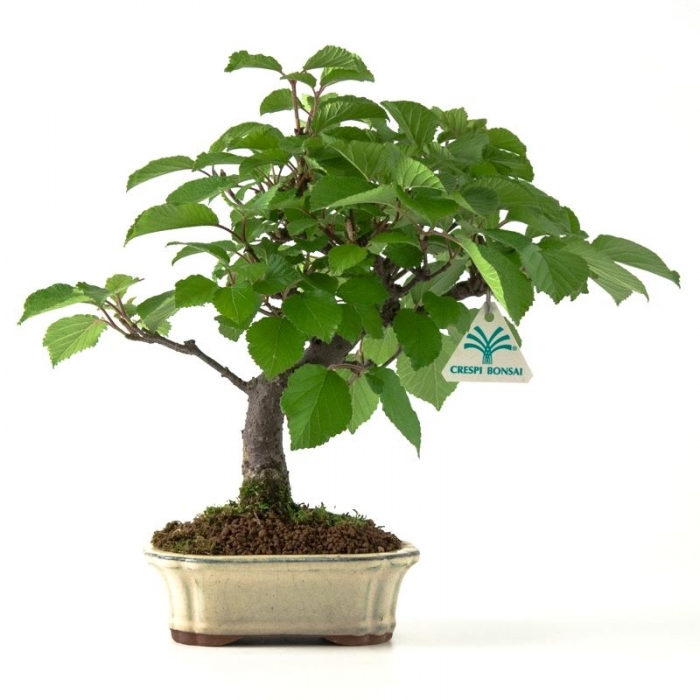 Viburnum dilatatum - 30 cm