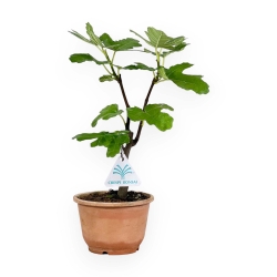 Ficus carica - Fig - 32 cm