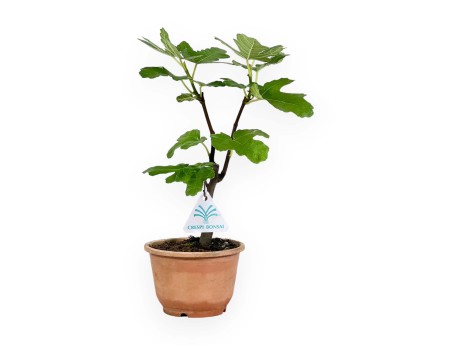 Ficus carica - Figue - 32 cm