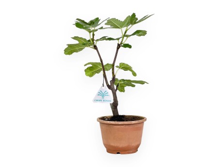 Ficus carica - Figue - 32 cm