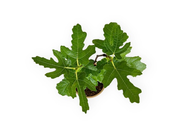Ficus carica - Figue - 32 cm 2