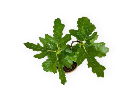 Ficus carica - Fico - 32 cm