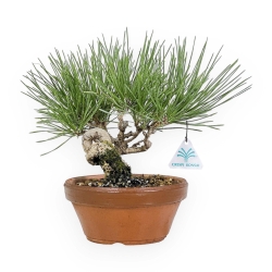 Pinus thunbergii - Black pine - 21 cm