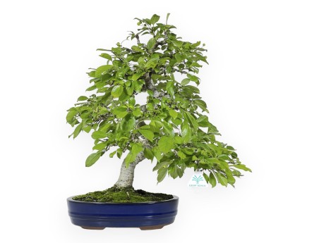 Pourthiaea villosa - 50 cm