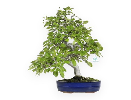 Pourthiaea villosa - 50 cm