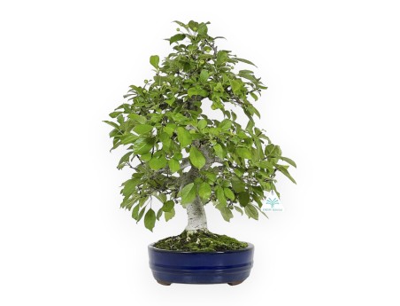 Pourthiaea villosa - 50 cm