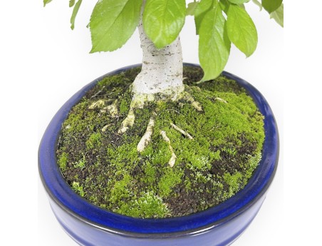 Pourthiaea villosa - 50 cm