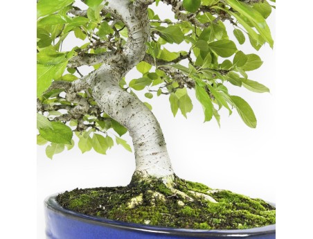 Pourthiaea villosa - 50 cm