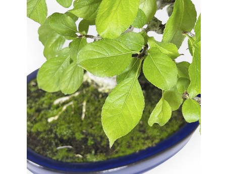 Pourthiaea villosa - 50 cm