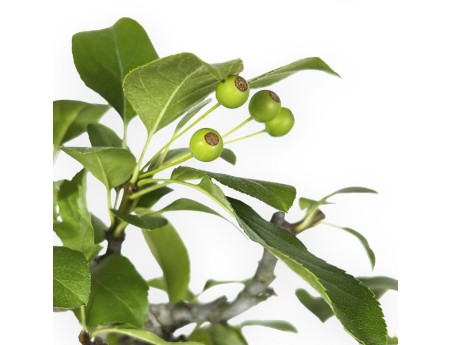 Pourthiaea villosa - 50 cm