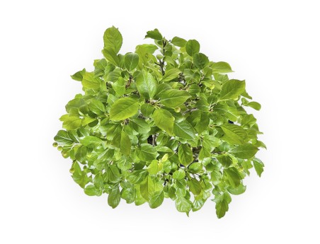 Pourthiaea villosa - 50 cm