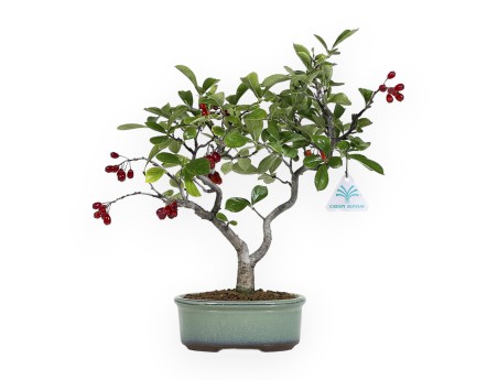 Pourthiaea villosa laevis - 34 cm