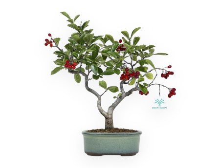 Pourthiaea villosa laevis - 34 cm