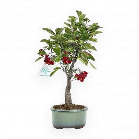 Pourthiaea villosa laevis - 34 cm