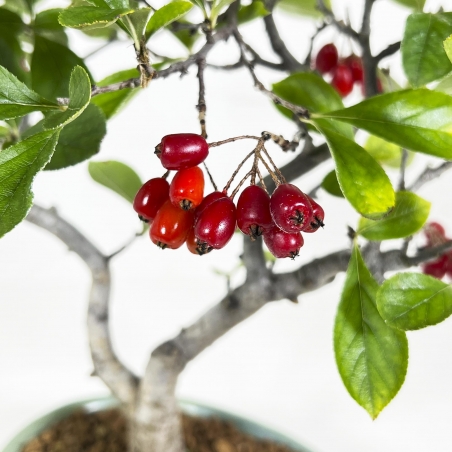 Pourthiaea villosa laevis - 34 cm
